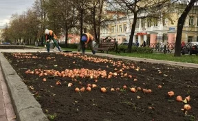 В Кемерове высадят более 35 000 луковиц тюльпанов
