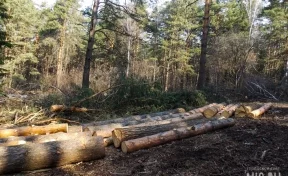 Кузбассовец незаконно вырубил деревья на 56 000 рублей