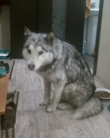 Фото: Найденная в Кемерове собака вернулась к хозяевам 1