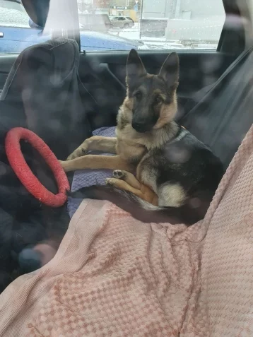 Фото: Соцсети: кемеровчанка в течение нескольких недель надолго запирает свою собаку в машине 1