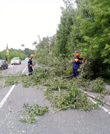 Фото: В Кузбассе дерево упало на трассу и затруднило движение: потребовалась помощь спасателей 1