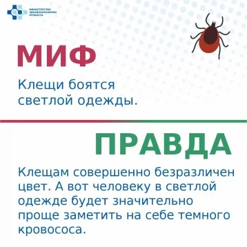 Фото: Боятся масла и светлой одежды: в минздраве Кузбасса развеяли главные мифы о клещах 4