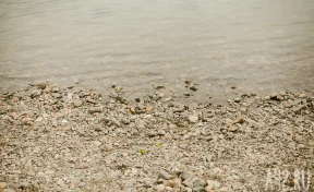 В Кузбассе суд на 90 дней остановил работу артели по добыче золота