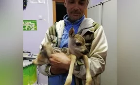Кузбассовец в лесу спас косулёнка от собак 