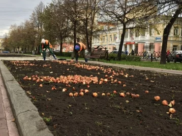 Фото: В Кемерове высадят более 35 000 луковиц тюльпанов 1