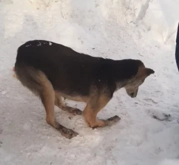 Фото: В Новокузнецке волонтёры обнаружили собаку с оторванной лапой 1