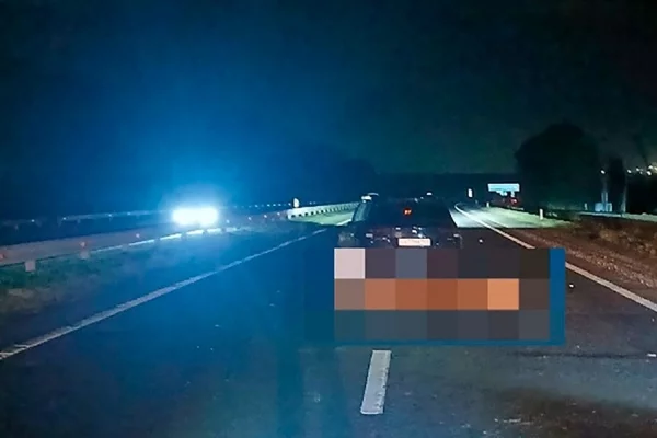 ГАИ: в Кузбассе с начала года автомобили 253 раза сбивали животных на дорогах