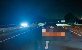 ГАИ: в Кузбассе с начала года автомобили 253 раза сбивали животных на дорогах