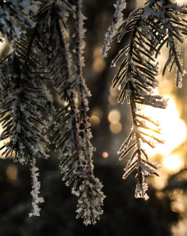 В Кузбассе потеплеет до -2 после 40-градусных морозов