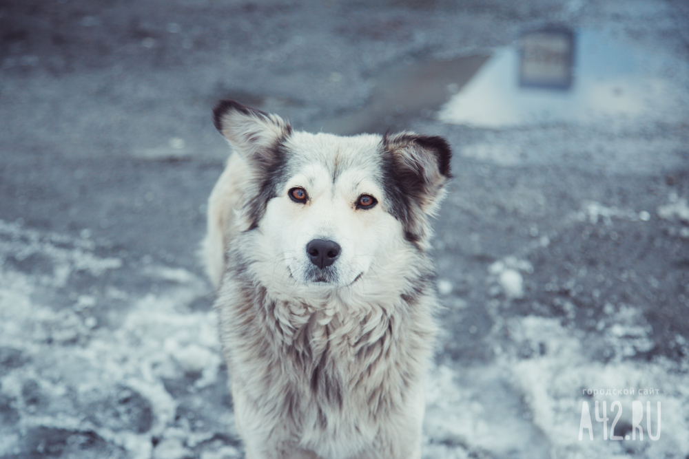 Кемеровчане стали свидетелями издевательств горожанина над собакой
