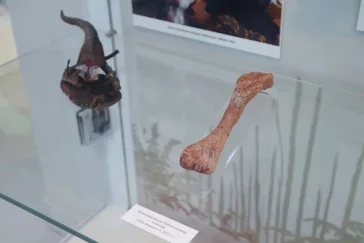 Фото: В Кузбассе обнаружили самый древний в России янтарь, ему больше 100 млн лет 2