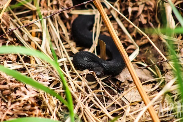 В Хорватии укусившая пьяного мужчину гадюка умерла из-за алкоголя в его крови
