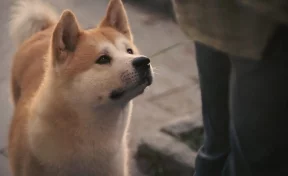 В Китае верная собака ждёт хозяйку на месте гибели третий месяц