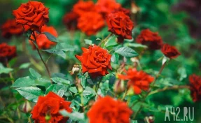 Житель Камчатки украл 40 роз и подарил их незнакомке