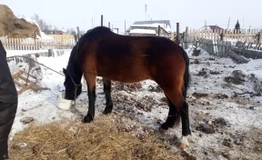Кузбассовец пытался расплатиться конём по штрафу за пьяную езду