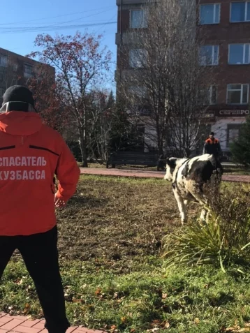 Фото: Бык ворвался в городской парк в Кузбассе: потребовалась помощь спасателей 4