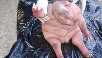 Фото: Фермеры напуганы жутким «получеловеком», которого родила овца в ЮАР 1