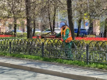 Фото: Дмитрий Анисимов: в Кемерове высадят около 1 млн цветов 3