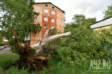 Фото: «Повалены деревья»: появились фото последствий сильного ветра в Кемерове 4