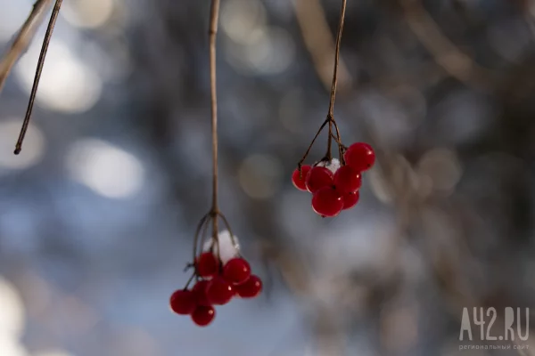 Анастасия Овчарница: народные приметы на 11 ноября
