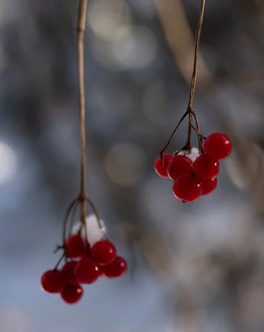 Анастасия Овчарница: народные приметы на 11 ноября
