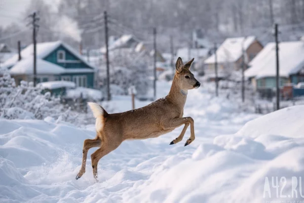 В Кемерове у одного из торговых центров обнаружили раненую косулю