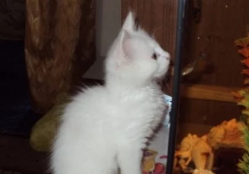 Фото: Ростовчанин выставил на продажу «волшебного» белого кота 1