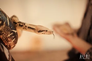Фото: В минздраве рассказали кузбассовцам, что делать при встрече со змеёй 1