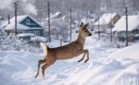 В Кемерове у одного из торговых центров обнаружили раненую косулю