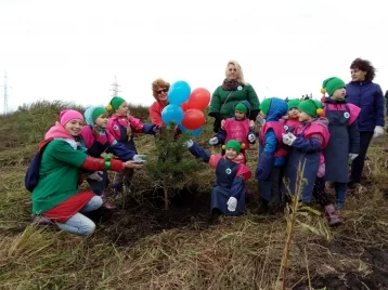 Фото: В Кузбассе высадили 564  000 деревьев 1