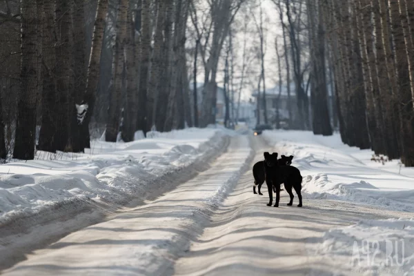 «Дети скатываются под машины»: кемеровчане пожаловались губернатору на лёд и колею на дорогах