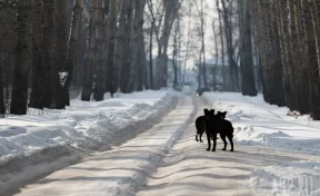 «Дети скатываются под машины»: кемеровчане пожаловались губернатору на лёд и колею на дорогах