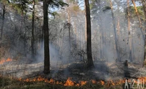 Множество краснокнижных деревьев погибло при пожаре в Геленджике 