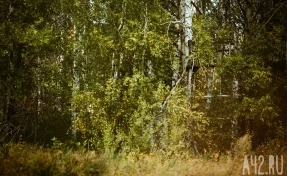В лесу под Выборгом нашли тело кузбассовца