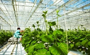 Тепличные овощи и зелень в Кузбассе будут выращивать по бережливым технологиям