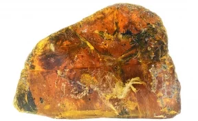 Учёные показали уникального птенца возрастом в 99 миллионов лет, застывшего в янтаре