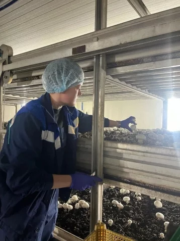 Фото: Александр Кривцов: в Кузбассе начали выращивать королевские шампиньоны 1