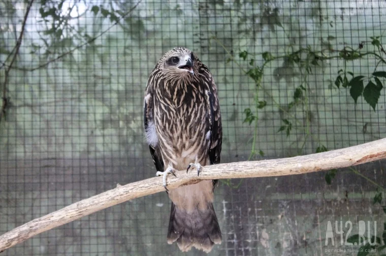 Фото: «Я просто увидел сипуху и понял, что хочу ей помочь»: кто и зачем спасает хищных птиц в Кемерове 1