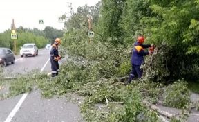 В Кузбассе дерево упало на трассу и затруднило движение: потребовалась помощь спасателей