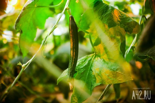 ФАС проверит цены на огурцы в торговых сетях