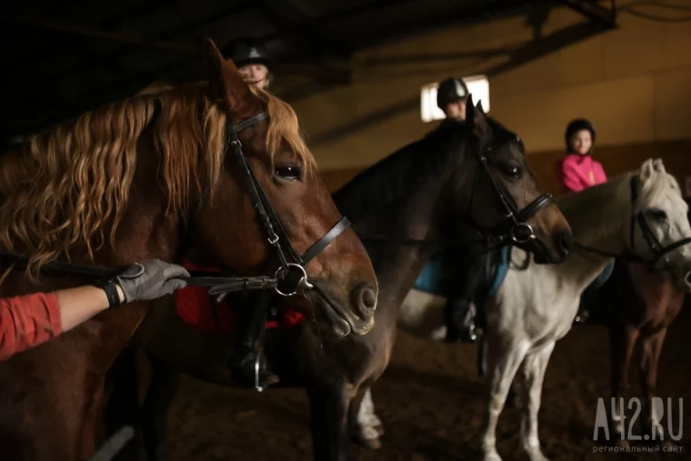 Фото: Лошади, бизнес, дети-инвалиды и коловрат: конно-спортивную школу в Кемерове выгоняют с чужой земли 13