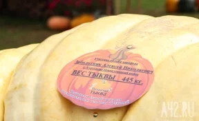В Кузбассе вырастили тыкву весом 445 килограммов