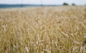 Губернатор Кузбасса Цивилёв: в этом году в регионе планируется собрать рекордный урожай зерна