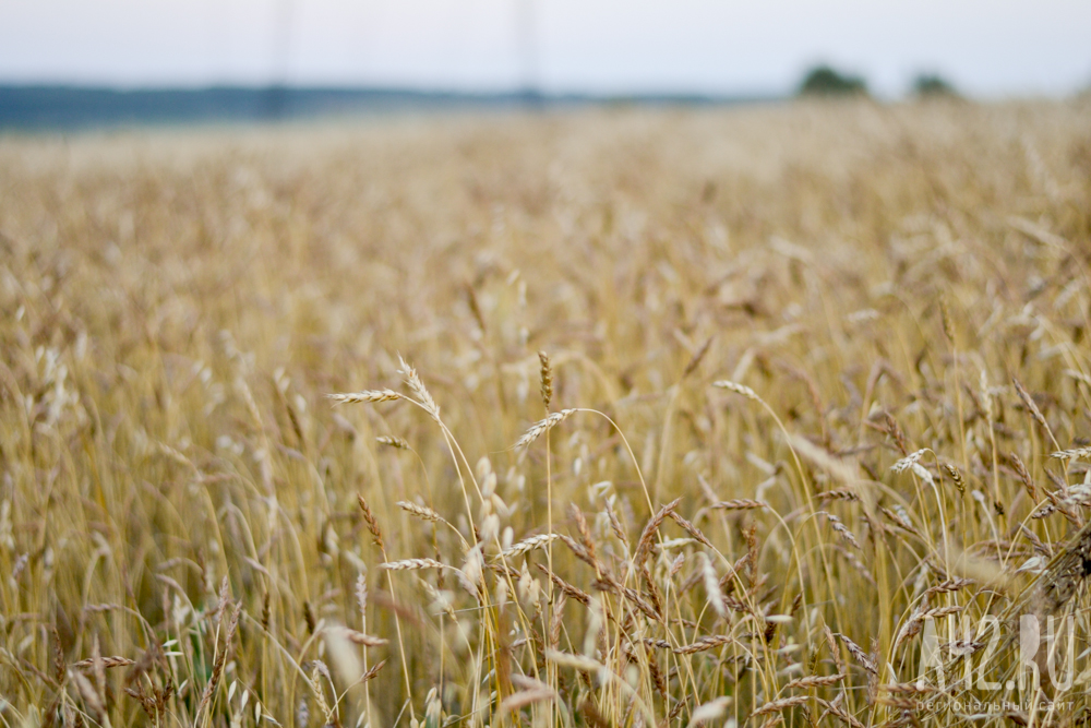 Губернатор Кузбасса Цивилёв: в этом году в регионе планируется собрать рекордный урожай зерна