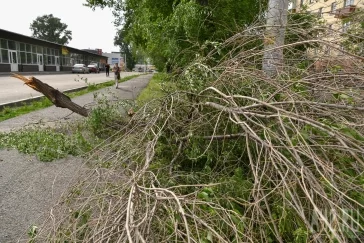 Фото: «Повалены деревья»: появились фото последствий сильного ветра в Кемерове 5