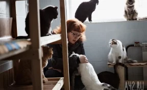 Москвичка спасла трёх котов, выброшенных пьяными живодёрами с 14 этажа