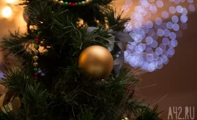 «Корни пустила»: в Кемеровском округе обнаружили новогоднюю ель-рекордсменку