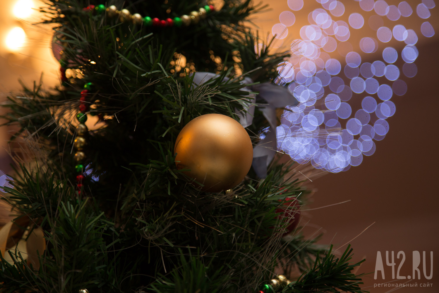 «Корни пустила»: в Кемеровском округе обнаружили новогоднюю ель-рекордсменку