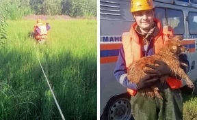 В Мариинске щенок попал в капкан, потребовалась помощь спасателей
