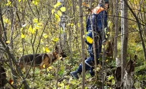 Пропавший пенсионер найден мёртвым в лесу в Кузбассе